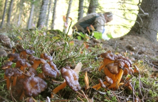 Brandgul trumpetsvamp